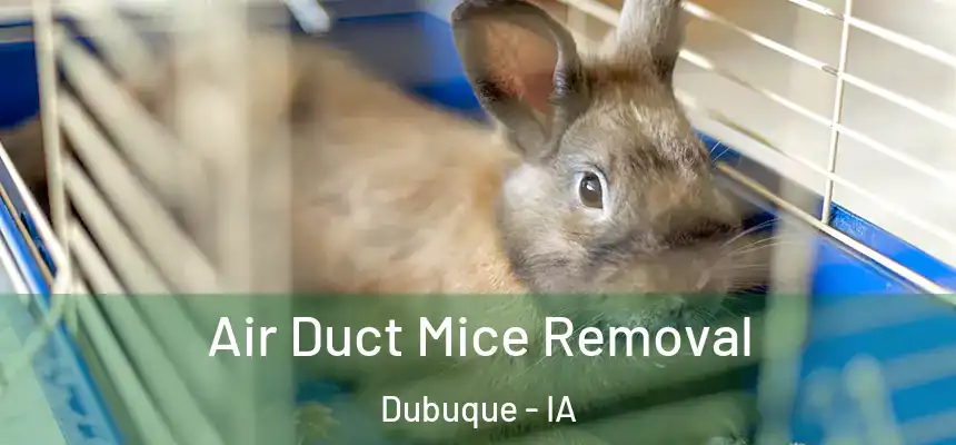 Air Duct Mice Removal Dubuque - IA